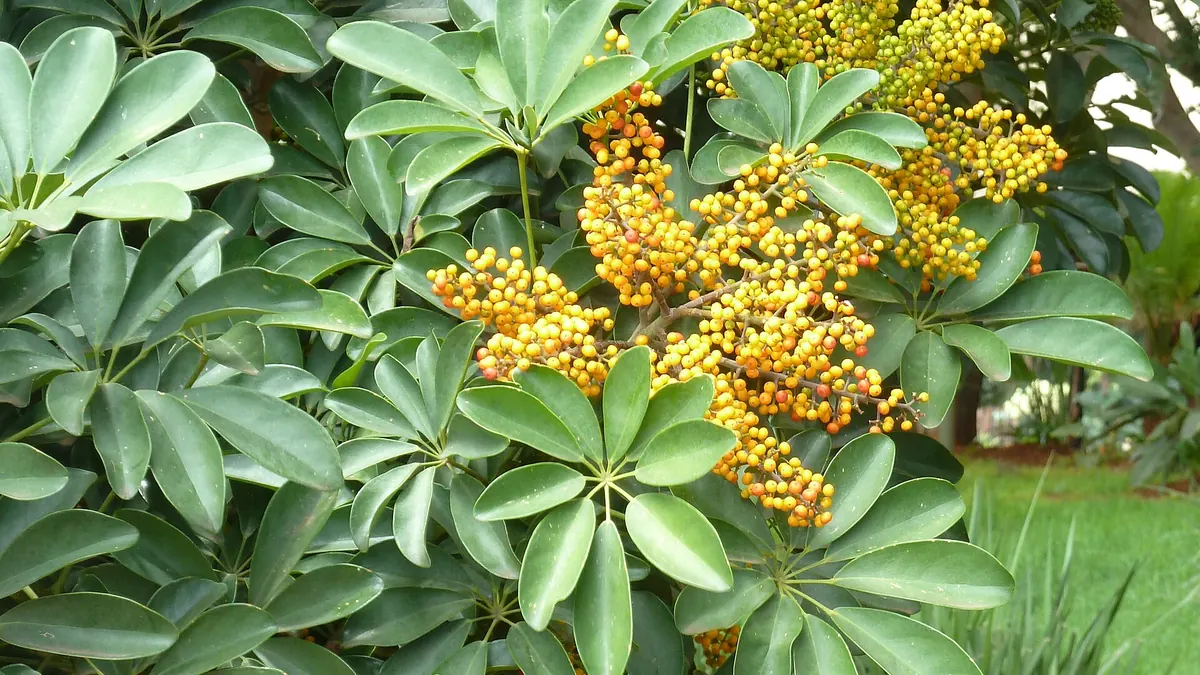 Dwarf umbrella tree (Schefflera arboricola) with glossy leaflets in umbrella-shaped clusters