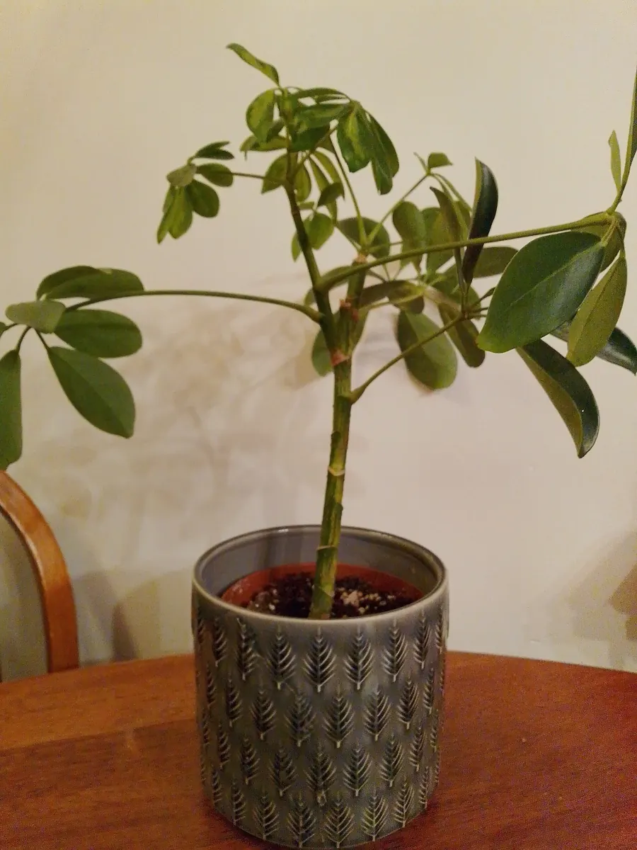 Umbrella plant (Heptapleurum arboricola): Schefflera 'Gold Capella' houseplant