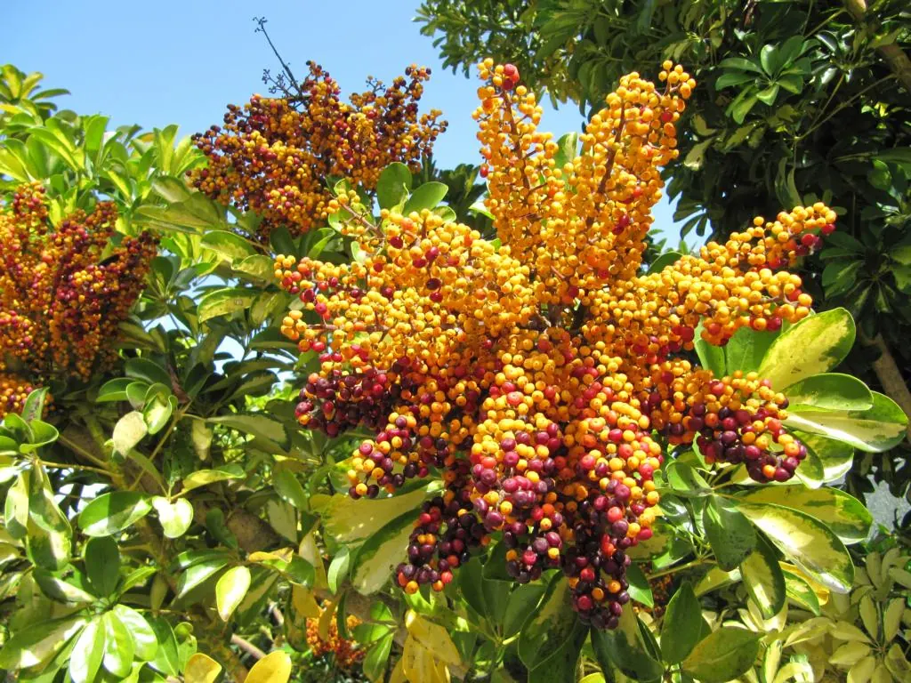 Umbrella plant (Heptapleurum arboricola): Schefflera sp., Gran Canaria