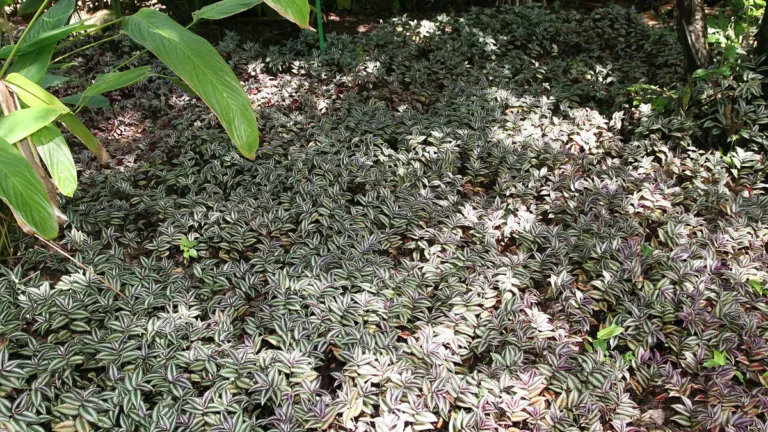 Tradescantia zebrina (wandering jew, inch plant) with silver and purple striped leaves