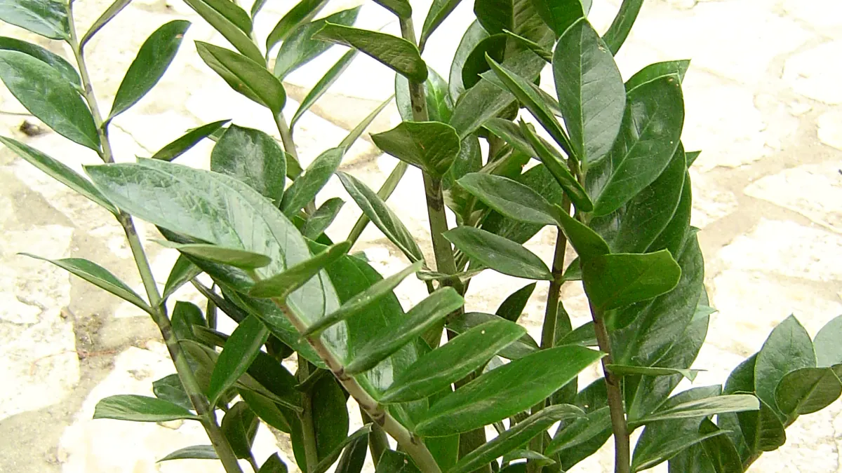 ZZ plant (Zamioculcas zamiifolia) with glossy leaflets